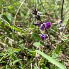 Glycine tabacina (Variable Glycine) at Rob Roy Range - 3 Mar 2021 by Shazw