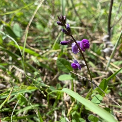 Glycine tabacina (Variable Glycine) at Banks, ACT - 3 Mar 2021 by Shazw