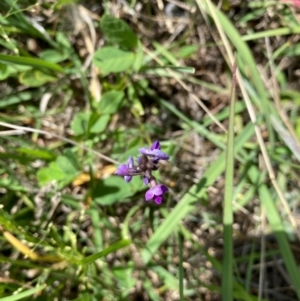 Glycine tabacina at Banks, ACT - 3 Mar 2021