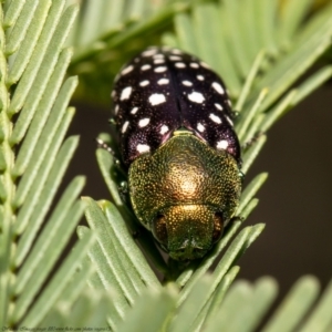 Diphucrania leucosticta at Bruce, ACT - 3 Mar 2021