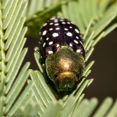 Diphucrania leucosticta (White-flecked acacia jewel beetle) at Bruce, ACT - 3 Mar 2021 by Roger