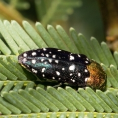 Diphucrania leucosticta at Bruce, ACT - 3 Mar 2021