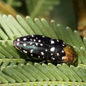 Diphucrania leucosticta at Bruce, ACT - 3 Mar 2021