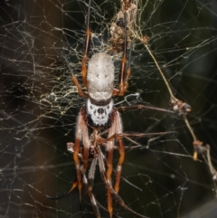 Trichonephila edulis (Golden orb weaver) at Black Mountain - 3 Mar 2021 by Roger