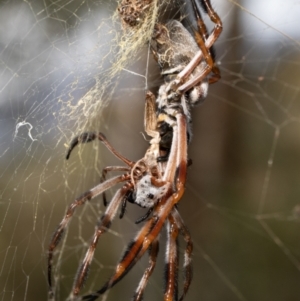 Trichonephila edulis at Bruce, ACT - 3 Mar 2021