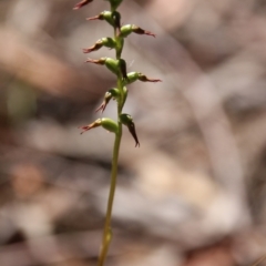 Corunastylis clivicola (Rufous midge orchid) at Mount Majura - 3 Mar 2021 by petersan