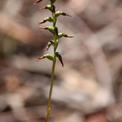 Corunastylis clivicola (Rufous midge orchid) at Mount Majura - 3 Mar 2021 by petersan