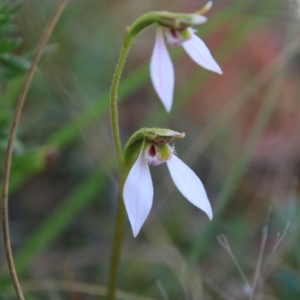 Eriochilus cucullatus at Downer, ACT - suppressed