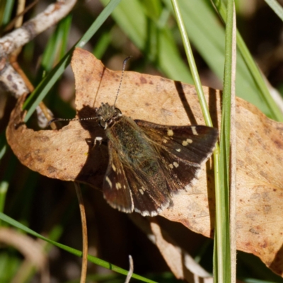 Pasma tasmanica (Two-spotted Grass-skipper) at Krawarree, NSW - 2 Mar 2021 by DPRees125