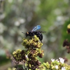 Scolia (Discolia) verticalis (Yellow-headed hairy flower wasp) at Carwoola, NSW - 3 Mar 2021 by Zoed