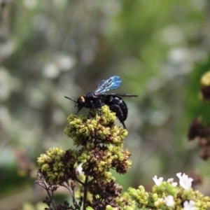 Scolia (Discolia) verticalis at Carwoola, NSW - 3 Mar 2021