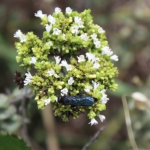 Scolia (Discolia) verticalis at Carwoola, NSW - 3 Mar 2021