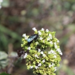 Scolia (Discolia) verticalis at Carwoola, NSW - 3 Mar 2021