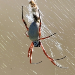 Trichonephila edulis (Golden orb weaver) at WREN Reserves - 2 Mar 2021 by Kyliegw