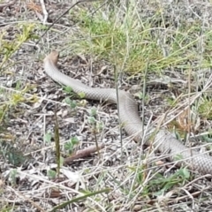 Pseudonaja textilis (Eastern Brown Snake) at Forde, ACT - 3 Mar 2021 by trevorpreston
