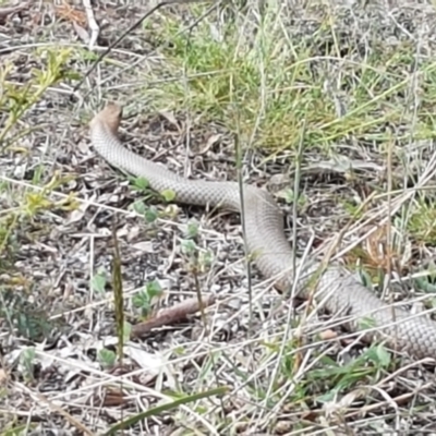 Pseudonaja textilis (Eastern Brown Snake) at Goorooyarroo NR (ACT) - 3 Mar 2021 by trevorpreston