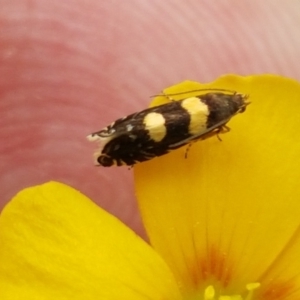 Glyphipterix chrysoplanetis at Forde, ACT - 3 Mar 2021