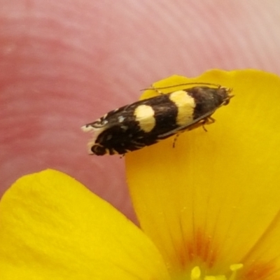 Glyphipterix chrysoplanetis (A Sedge Moth) at Goorooyarroo NR (ACT) - 3 Mar 2021 by trevorpreston