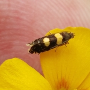 Glyphipterix chrysoplanetis at Forde, ACT - 3 Mar 2021