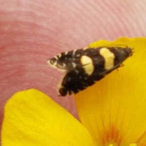 Glyphipterix chrysoplanetis at Forde, ACT - 3 Mar 2021