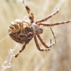 Backobourkia heroine (Heroic Orb-weaver) at Goorooyarroo NR (ACT) - 3 Mar 2021 by trevorpreston