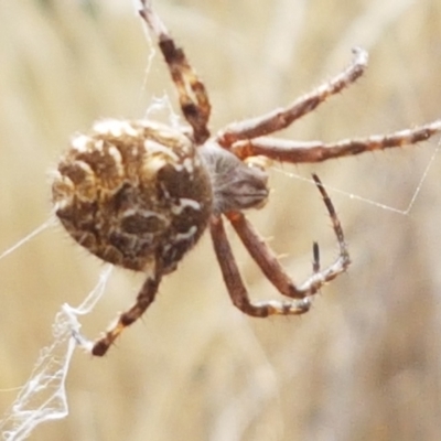 Backobourkia heroine (Heroic Orb-weaver) at Goorooyarroo NR (ACT) - 3 Mar 2021 by trevorpreston