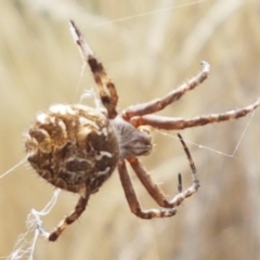 Backobourkia heroine at Forde, ACT - 3 Mar 2021 03:56 PM