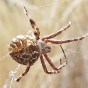 Backobourkia heroine at Forde, ACT - 3 Mar 2021 03:56 PM