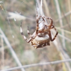 Backobourkia heroine at Forde, ACT - 3 Mar 2021 03:56 PM