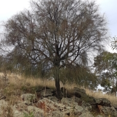 Allocasuarina verticillata (Drooping Sheoak) at Goorooyarroo NR (ACT) - 3 Mar 2021 by trevorpreston