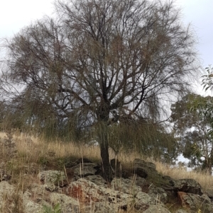 Allocasuarina verticillata at Forde, ACT - 3 Mar 2021 03:58 PM