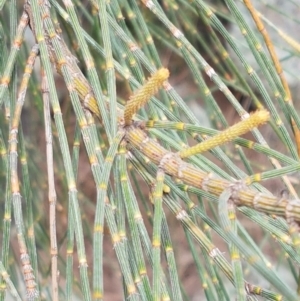 Allocasuarina verticillata at Forde, ACT - 3 Mar 2021