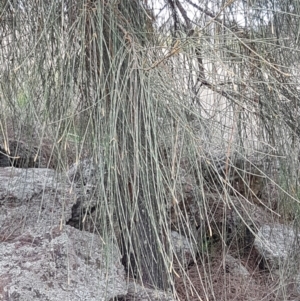 Allocasuarina verticillata at Forde, ACT - 3 Mar 2021 03:58 PM