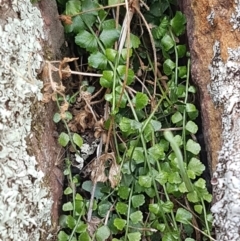 Asplenium flabellifolium (Necklace Fern) at Forde, ACT - 3 Mar 2021 by trevorpreston