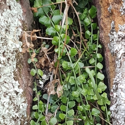 Asplenium flabellifolium (Necklace Fern) at Goorooyarroo NR (ACT) - 3 Mar 2021 by trevorpreston