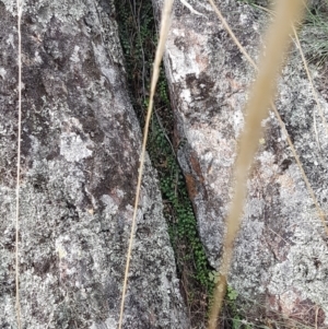 Asplenium flabellifolium at Forde, ACT - 3 Mar 2021 04:01 PM