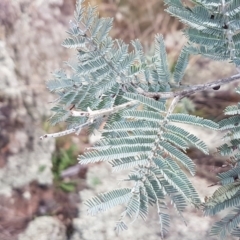 Acacia dealbata (Silver Wattle) at Forde, ACT - 3 Mar 2021 by trevorpreston