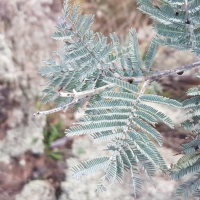 Acacia dealbata (Silver Wattle) at Forde, ACT - 3 Mar 2021 by tpreston