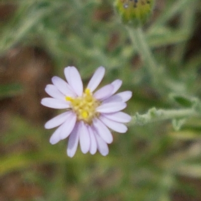 Vittadinia sp. (Fuzzweed) at Forde, ACT - 3 Mar 2021 by tpreston