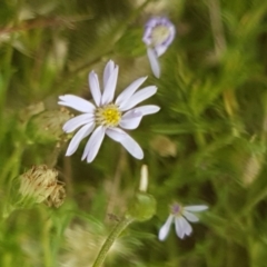 Vittadinia muelleri (Narrow-leafed New Holland Daisy) at Forde, ACT - 3 Mar 2021 by tpreston