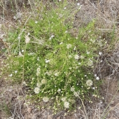 Vittadinia muelleri at Forde, ACT - 3 Mar 2021