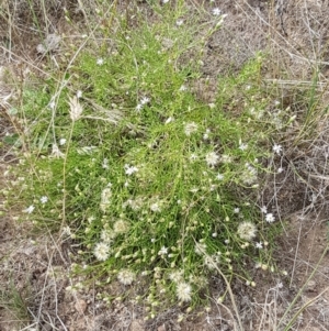 Vittadinia muelleri at Forde, ACT - 3 Mar 2021