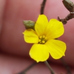 Linum trigynum at Forde, ACT - 3 Mar 2021