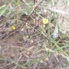 Linum trigynum at Forde, ACT - 3 Mar 2021