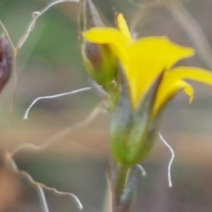 Linum trigynum at Forde, ACT - 3 Mar 2021