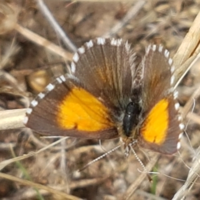 Lucia limbaria (Chequered Copper) at Goorooyarroo NR (ACT) - 3 Mar 2021 by trevorpreston