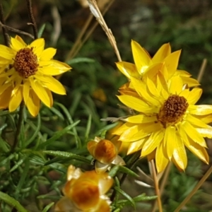 Xerochrysum viscosum at Forde, ACT - 3 Mar 2021