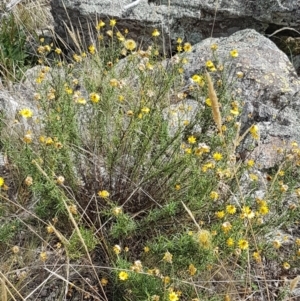 Xerochrysum viscosum at Forde, ACT - 3 Mar 2021