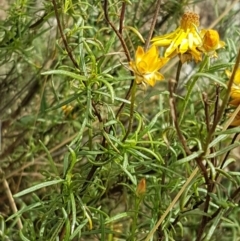 Xerochrysum viscosum at Forde, ACT - 3 Mar 2021