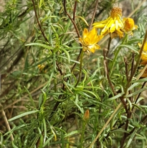 Xerochrysum viscosum at Forde, ACT - 3 Mar 2021